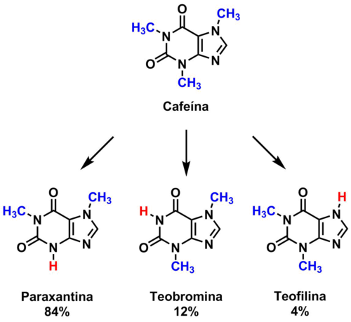 Metabolismo hepático de la cafeína
