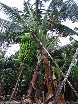 Planta bananera en la isla de La Palma, Canarias