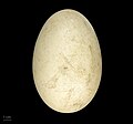 Huevo de Cygnus melancoryphus conservado en el Museo de Historia Natural de Toulouse