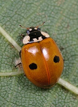 Vista dorsal de un ejemplar de Adalia bipunctata