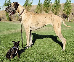 Comparación de tamaños entre razas de perros como Chihuahua y Gran Danés