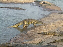 Cocodrilos del Palacio Presidencial