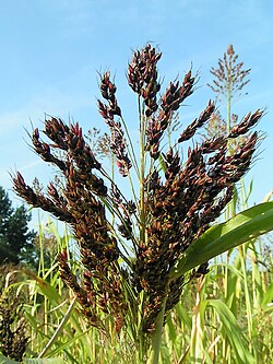 Planta de sorgo con su inflorescencia característica