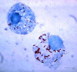 Representación de Rickettsia, un parásito intracelular perteneciente a las alfaproteobacterias.