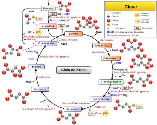 Esquema didáctico del ciclo del ácido cítrico.