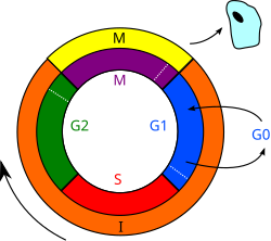 Diagrama del ciclo celular
