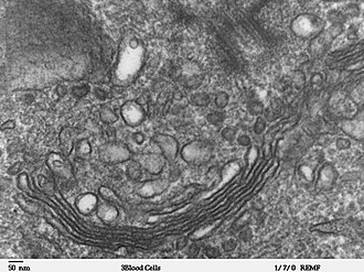 Complejo de Golgi en un corte transversal con anillos semicirculares apilados y vesículas circulares en una célula humana bajo microscopio electrónico