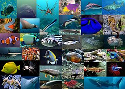 Diversidad de especies de peces en el medio acuático