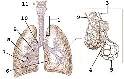 Esquema de las vías respiratorias