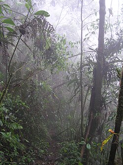 Selva Húmeda en los Farallones de Cali