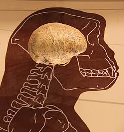 Calco endocraneal del cráneo de Toumaï exhibido en el Museo Smithsoniano de Historia Natural