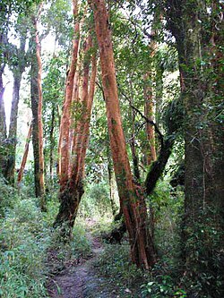 Bosque de arrayanes en la Isla de Chiloé