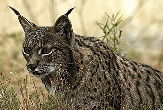 Lince ibérico (Lynx pardinus) en reposo.