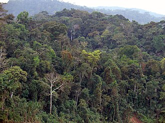 Representación de la biomasa ecológica