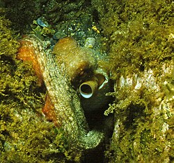 Fotografía submarina de un pulpo mostrando su sifón.