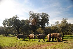 Cerdos ibéricos en Extremadura