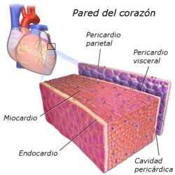 Diagrama del músculo cardíaco
