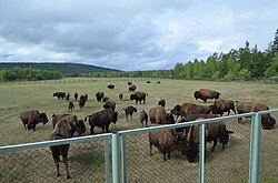 Reintroducción de bisontes en Yakutia