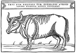 Ilustración histórica de un uro