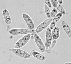 Meredithblackwellia eburnea en registro biológico.