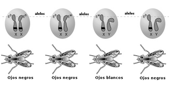 Esquema de la determinación del color de ojos