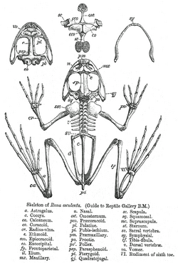 Ilustración esquemática de la estructura ósea de un anuro.