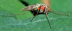 Mosquito hematófago parasitado por ácaros