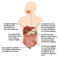 Diagrama del proceso de digestión de proteínas