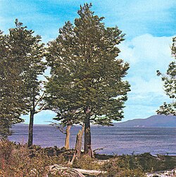 Bosque de lenga