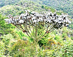 Yagrumo blanco en bosque nativo