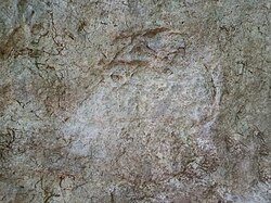 Grabado rupestre de una cabeza de lobo de época protohistórica