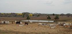 Imagen de deforestación en Los Llanos, Venezuela.