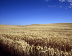 Plantación de trigo en Kansas.