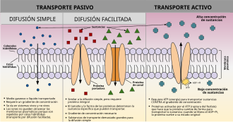 Esquema general de los mecanismos de transporte a través de membranas biológicas.