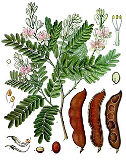 Ilustración histórica de Tamarindus indica