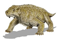 Bradysaurus, un reptil anápsido fósil.