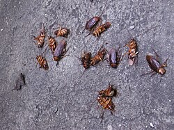 Insectos caseros comunes