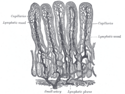 Histología detallada del intestino delgado