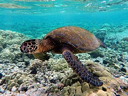 Tortuga verde nadando en los arrecifes de coral de Kona.