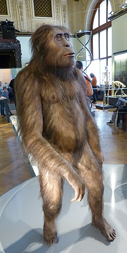 Reconstrucción de un ejemplar de Australopithecus