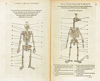 Comparación entre esqueletos humanos y de ave publicada por Pierre Belon en 1555.