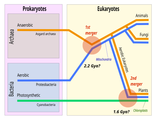 Diagrama de la teoría de la simbiogénesis
