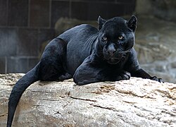 Un jaguar negro que exhibe un claro ejemplo de melanismo.