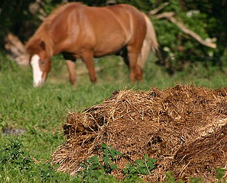 Mezcla de heces animales y paja destinada a la cama.