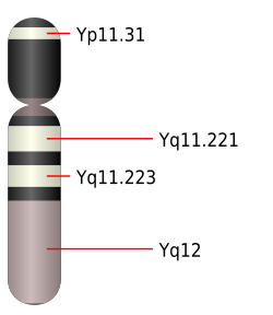Cromátida del cromosoma Y en interfase