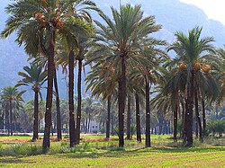 Palmeral de Orihuela, España, característico de áreas de transición árida.