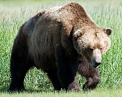Oso pardo en Hola Bay, Alaska