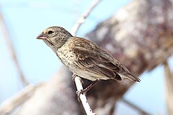 Geospiza fuliginosa, un pinzón de Darwin