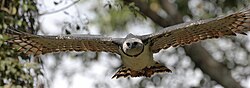 Águila arpía con las alas extendidas mostrando su morfología