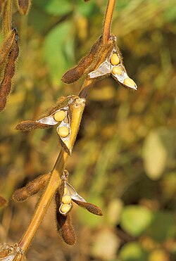 Planta de soya con hojas y vainas visibles.